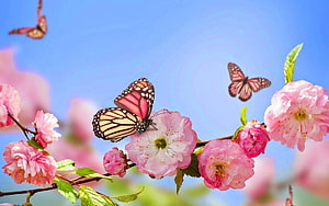 Springtime Cherry Blossoms and Colorful Butterflies Against a Clear Blue Sky HD wallpaper