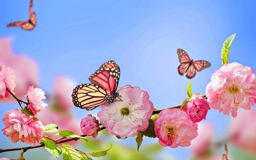 Springtime Cherry Blossoms and Colorful Butterflies Against a Clear Blue Sky HD wallpaper