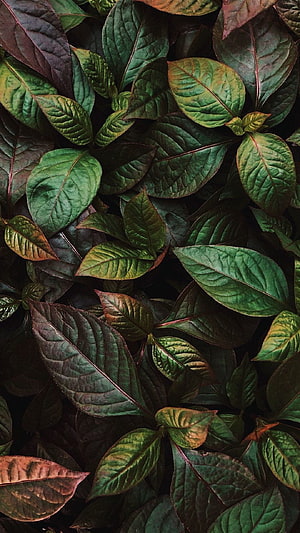 Dark Green and Red Tinted Leaves in a Dense Natural Foliage Pattern HD phone wallpaper