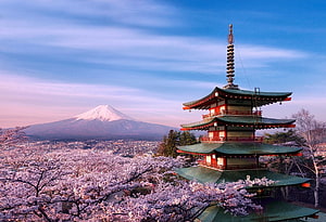 Mt. Fuji and Chureito Pagoda framed by cherry blossoms at sunrise in Japan HD wallpaper