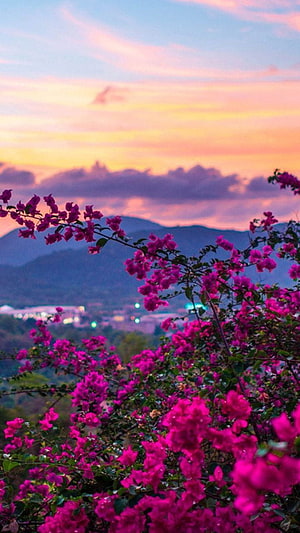 Vibrant Bougainvillea Blooms Against a Warm Sunset Sky with Distant Mountains HD phone wallpaper