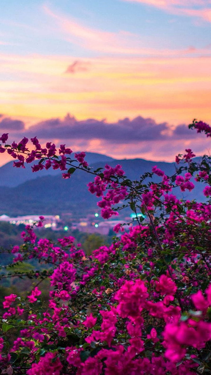 Vibrant Bougainvillea Blooms Against a Warm Sunset Sky with Distant Mountains HD phone wallpaper