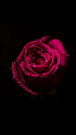 Vibrant Magenta Rose with Dew Drops Against a Deep Black Background HD phone wallpaper