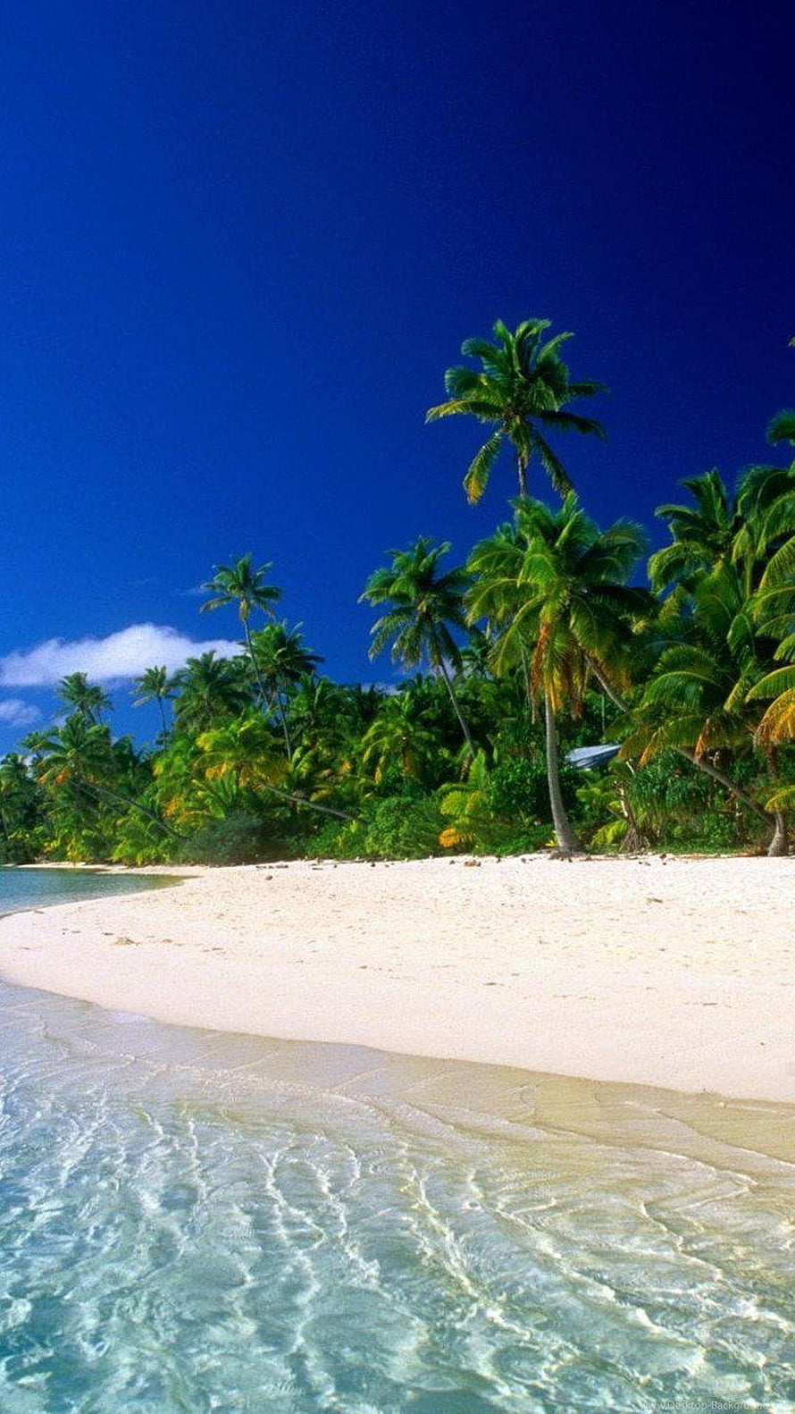 Tropical Paradise Beach with White Sand, Clear Turquoise Water, and Lush Palm Trees Under a Deep Blue Sky HD phone wallpaper