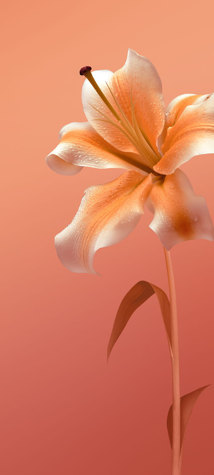 Peach Lily Flower with Water Droplets on a Soft Gradient Background HD phone wallpaper
