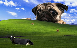 Giant Pug Peeking Over Windows XP Bliss Hill With Grazing Cows HD wallpaper