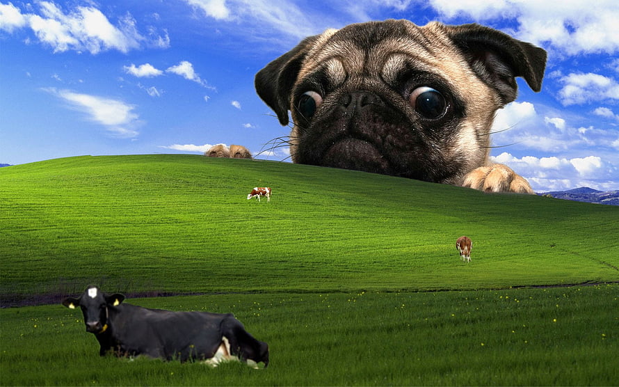 Giant Pug Peeking Over Windows XP Bliss Hill With Grazing Cows HD wallpaper