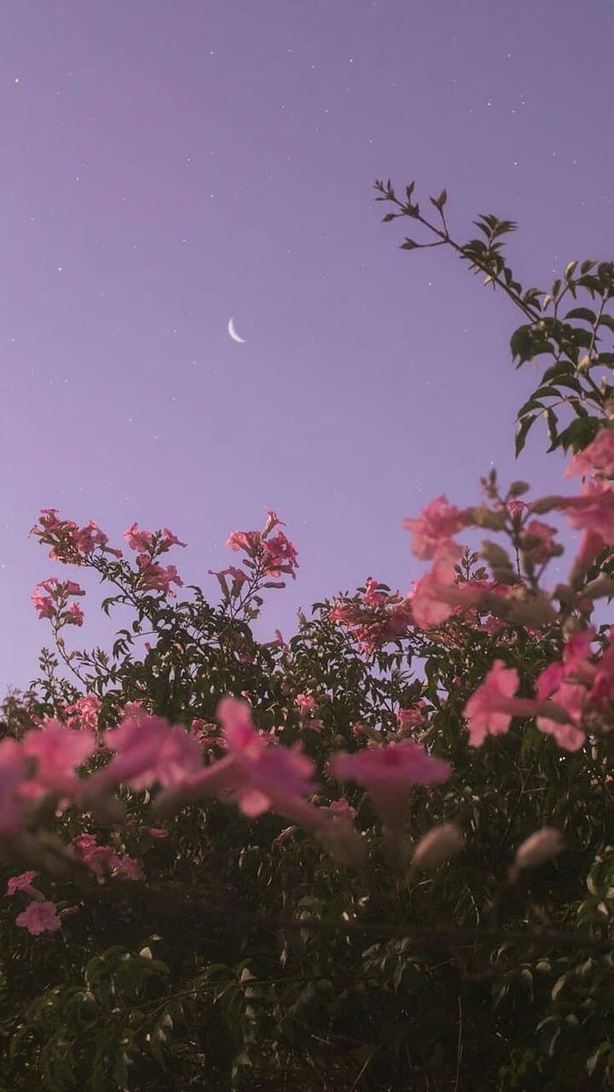 Pink flowers blooming beneath a twilight sky with a crescent moon and scattered stars HD phone wallpaper