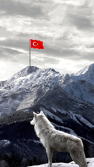 White Wolf Standing on Snowy Mountain Peak with Turkish Flag Against Dramatic Sky HD phone wallpaper