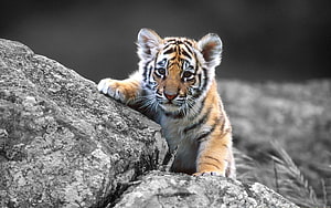 Cute Tiger Cub Peeking Over Rocky Outcrop in Selective Color Wildlife Photography HD wallpaper