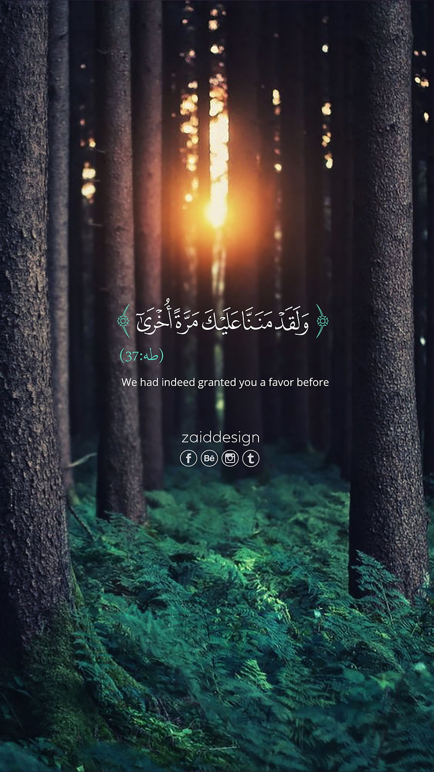 Sunlight Filtering Through Tall Pine Trees in a Lush Green Forest with Ferns HD phone wallpaper