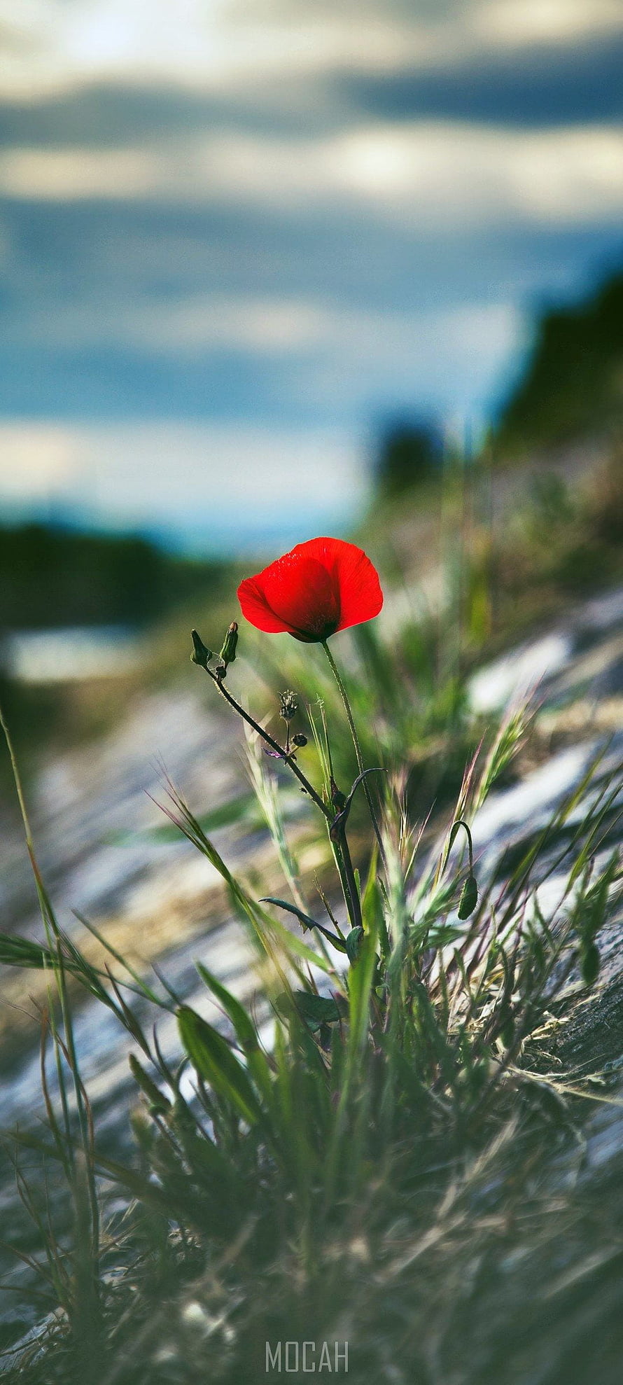 Vibrant Red Poppy Flower Blooming in Green Grass with Blurred Background HD phone wallpaper