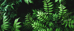 Vibrant Green Fern Leaves Against Dark Forest Background HD wallpaper