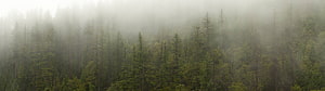 Misty Evergreen Forest Landscape with Dense Pine Trees and Soft Morning Fog HD wallpaper