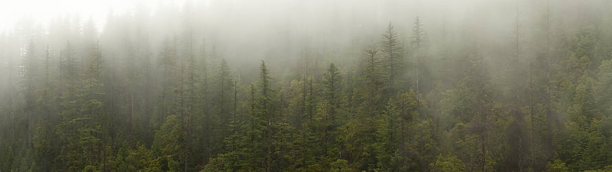 Misty Evergreen Forest Landscape with Dense Pine Trees and Soft Morning Fog HD wallpaper