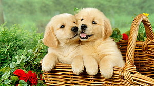 Two Golden Retriever Puppies Snuggling in a Wicker Basket with Red Flowers HD wallpaper