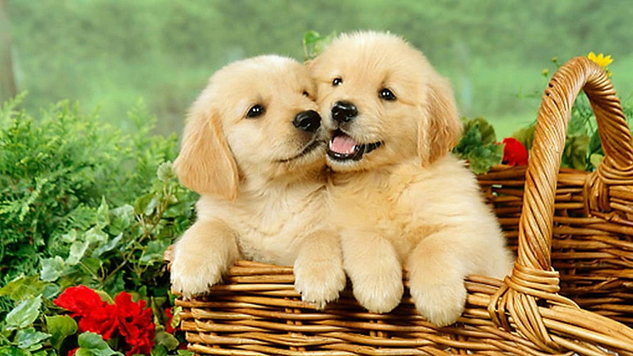 Two Golden Retriever Puppies Snuggling in a Wicker Basket with Red Flowers HD wallpaper