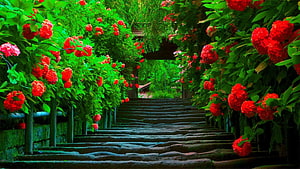 Stone Staircase Path Lined With Vibrant Red Azaleas And Lush Green Foliage HD wallpaper