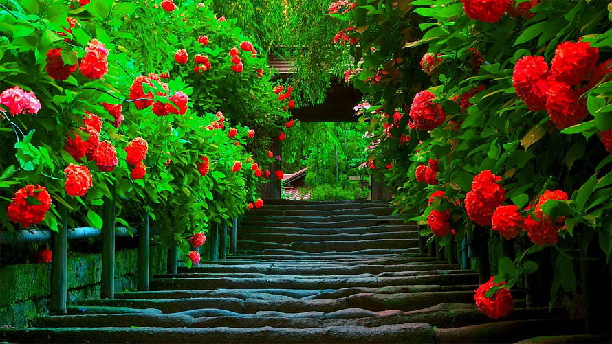 Stone Staircase Path Lined With Vibrant Red Azaleas And Lush Green Foliage HD wallpaper