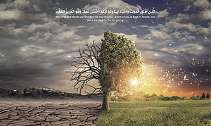 Split Tree Symbolizing Life and Death with Quran Verse HD wallpaper