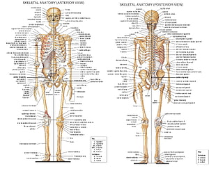 Human Skeletal Anatomy Diagram Anterior and Posterior View with Labeled Bones, anatomy skeletons High Quality ,High Definition, parts of the body HD wallpaper