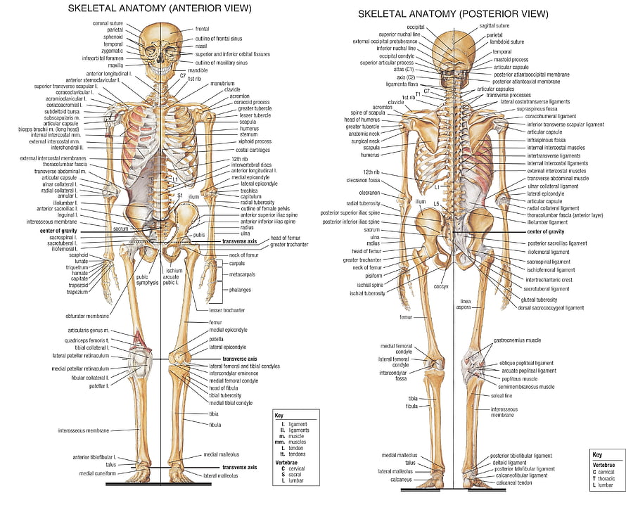 Human Skeletal Anatomy Diagram Anterior and Posterior View with Labeled Bones, anatomy skeletons High Quality ,High Definition, parts of the body HD wallpaper
