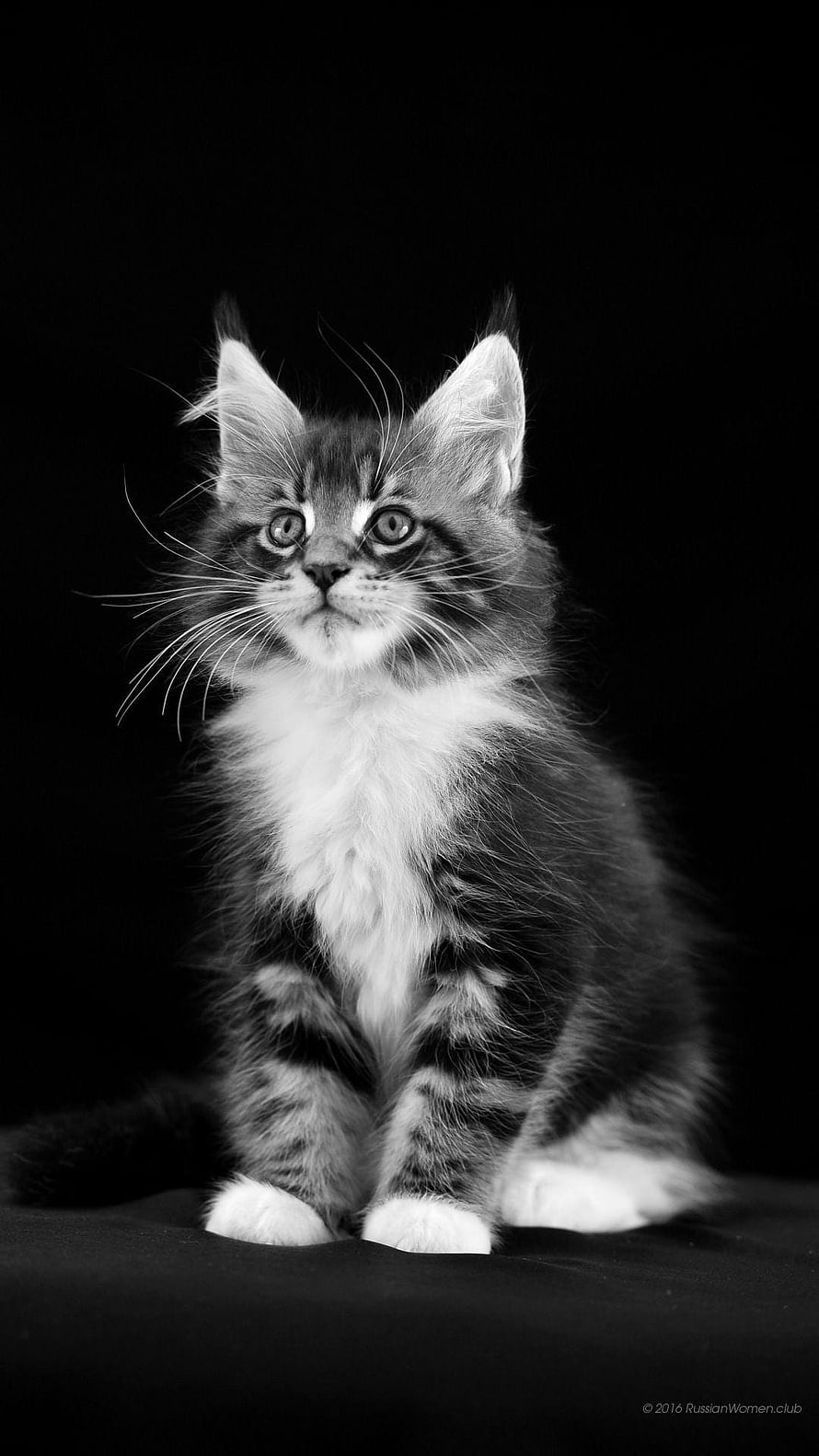 Black and White Portrait of a Fluffy Tabby Kitten with Wide Eyes HD phone wallpaper