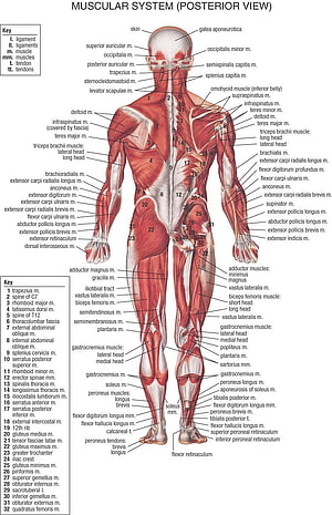 Human Muscular System Posterior View Anatomy Diagram with Labeled Muscles, Human body anatomy, Human body muscles ...pinterest HD phone wallpaper