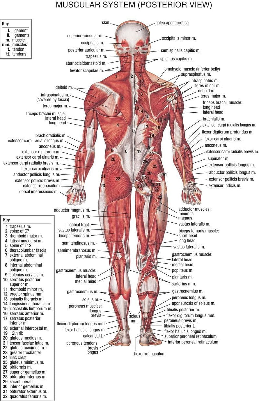 Human Muscular System Posterior View Anatomy Diagram with Labeled Muscles, Human body anatomy, Human body muscles ...pinterest HD phone wallpaper