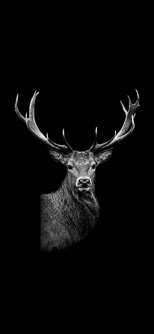 Monochrome Portrait of a Majestic Stag with Large Antlers on Black Background HD phone wallpaper