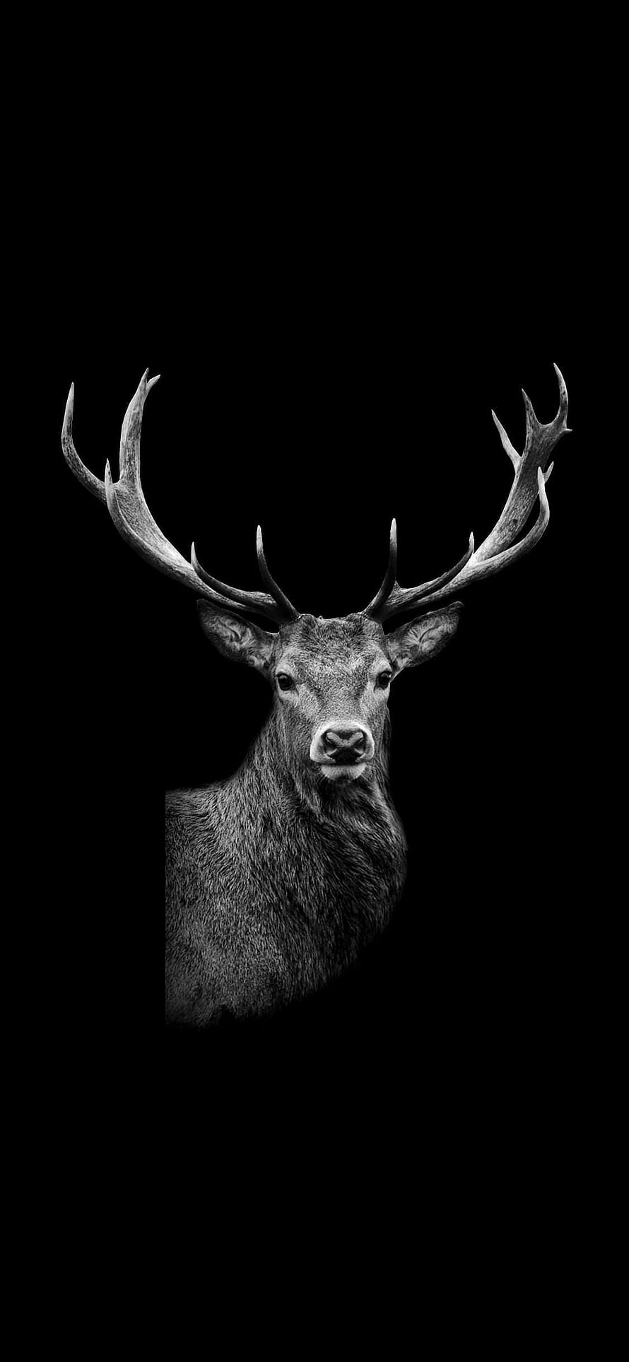 Monochrome Portrait of a Majestic Stag with Large Antlers on Black Background HD phone wallpaper