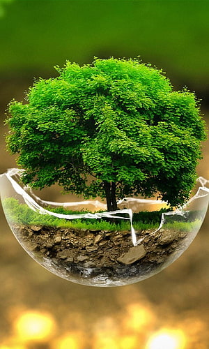 Lush Green Tree Growing Inside a Cracked Glass Sphere with Soil and Grass HD phone wallpaper