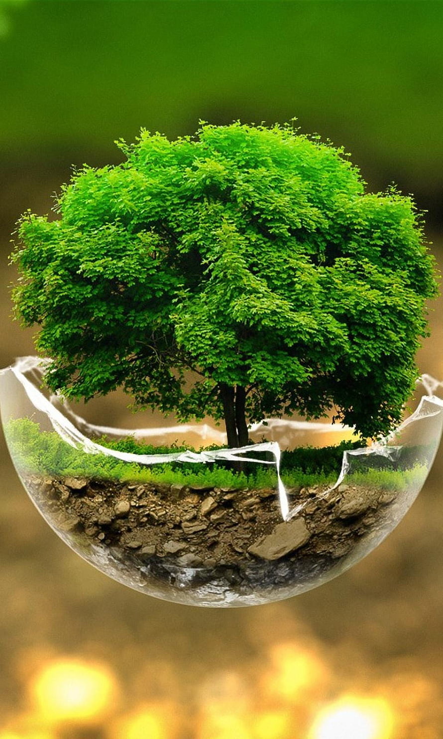 Lush Green Tree Growing Inside a Cracked Glass Sphere with Soil and Grass HD phone wallpaper