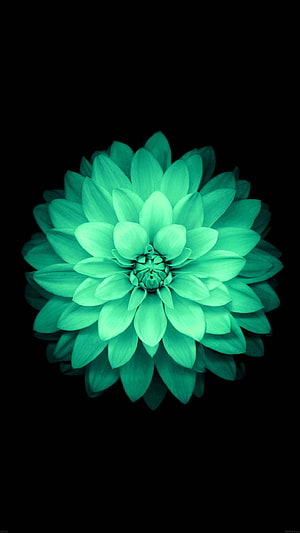 Glowing Turquoise Dahlia Flower on Black Background HD phone wallpaper