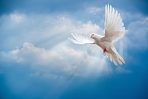White Dove Soaring Through Blue Sky With Sun Rays Breaking Through Clouds HD wallpaper