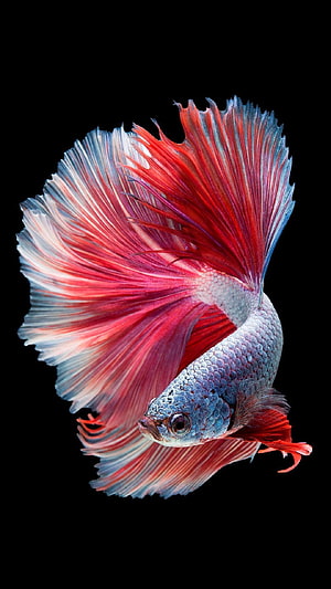 Vibrant Red and Blue Betta Fish with Flowing Fins on Black Background HD phone wallpaper