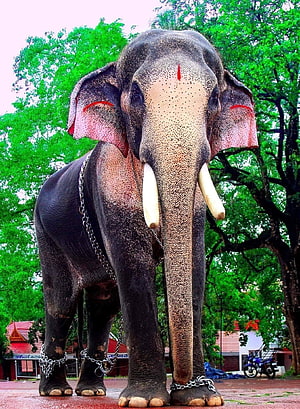 Temple Elephant With Red Markings And Chains Standing In A Lush Green Courtyard HD phone wallpaper