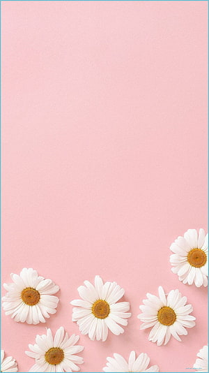 White Daisies on Soft Pink Background Minimalist Floral Wallpaper HD phone wallpaper