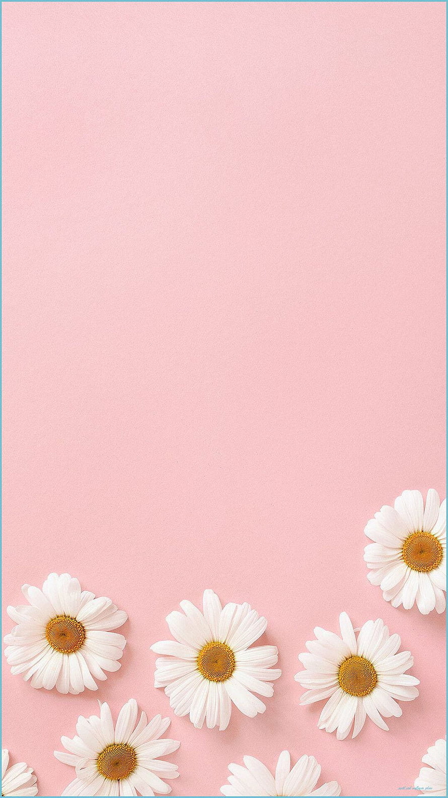 White Daisies on Soft Pink Background Minimalist Floral Wallpaper HD phone wallpaper