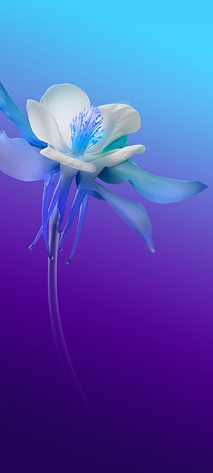 Blue and White Columbine Flower on Purple Gradient Background HD phone wallpaper