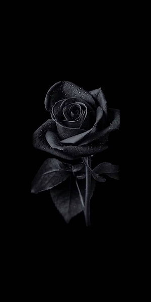 Dark Black Rose With Water Droplets On A Black Background HD phone wallpaper