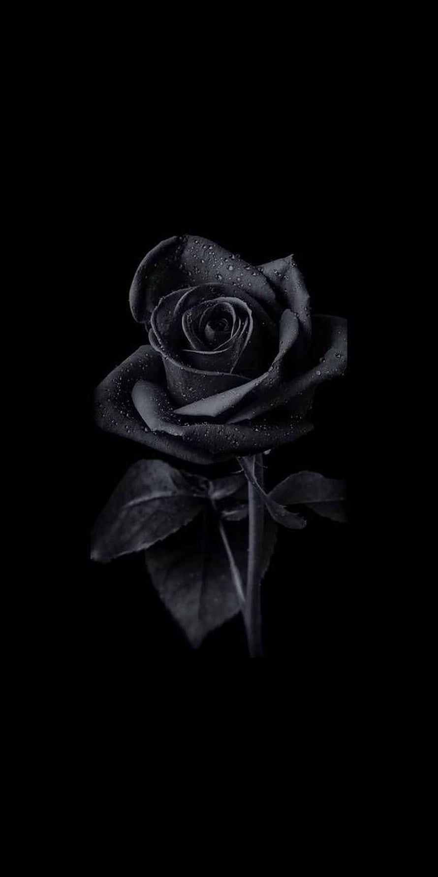 Dark Black Rose With Water Droplets On A Black Background HD phone wallpaper