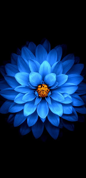 Vibrant Blue Lotus Flower with Golden Center on Black Background HD phone wallpaper