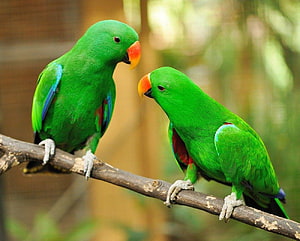 Vibrant Green Parrots Perched on a Branch in a Natural Setting HD wallpaper