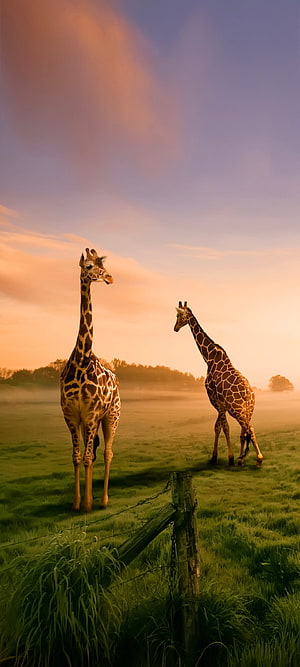 Two Giraffes Standing in a Misty Field at Sunset HD phone wallpaper