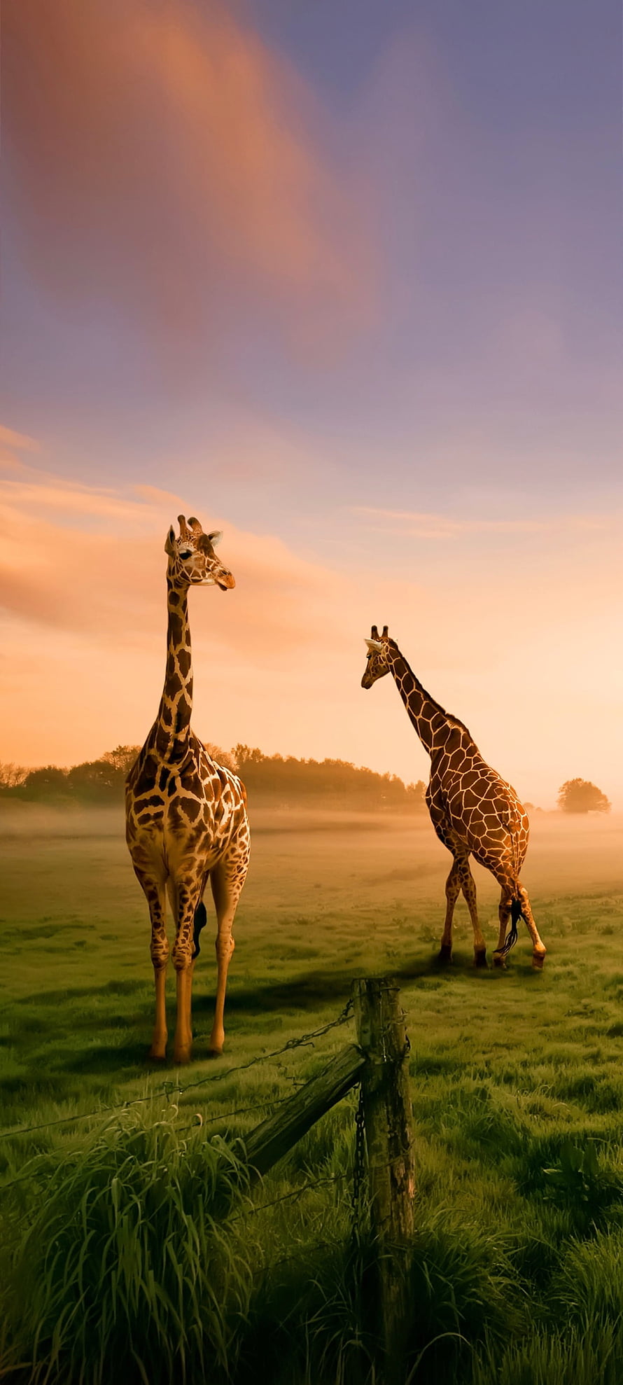 Two Giraffes Standing in a Misty Field at Sunset HD phone wallpaper