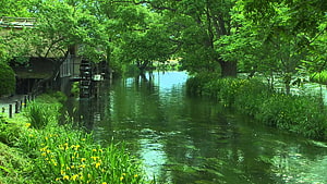 Serene River Scene With Lush Green Trees And Yellow Wildflowers HD wallpaper
