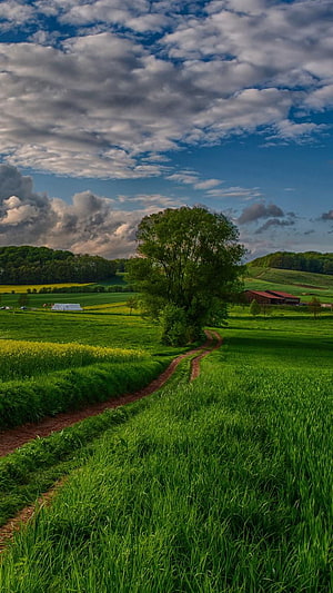 Serene Countryside Landscape with Dirt Path and Lush Green Fields HD phone wallpaper