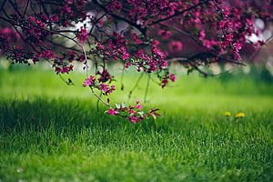 Vibrant Pink Blossoms on Branches Over Lush Green Grass HD wallpaper