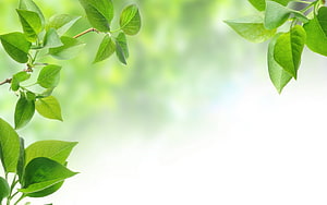 Fresh Green Leaves on Branches with Soft Blurred Background HD wallpaper
